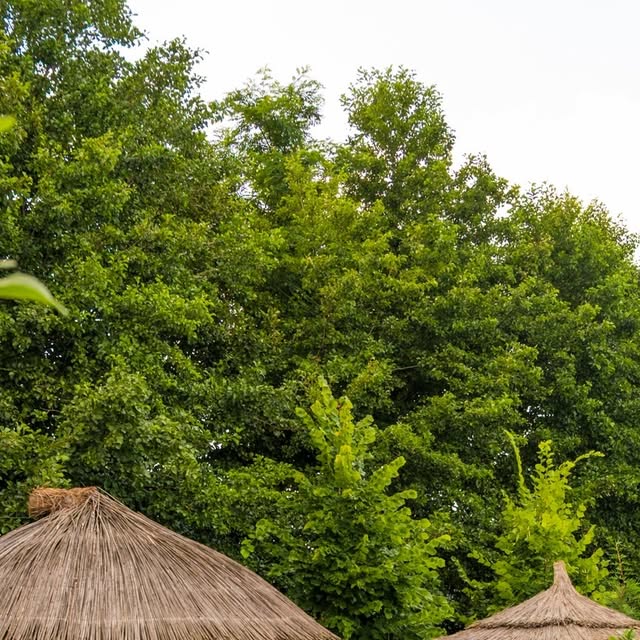 Deluxe Bungalov Lake View Sapanca göl manzaralı bungalov evi